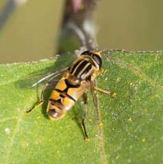 Helophilus latifrons