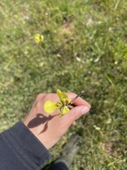 Moraea bellendenii