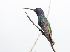 Chrysuronia oenone