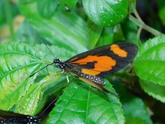 Acraea