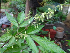 Ohwia caudata