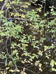 Rhododendron prinophyllum