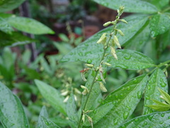Ohwia caudata