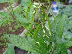 Ohwia caudata