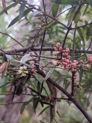 Acrotriche aggregata