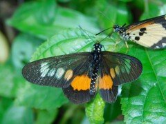 Acraea