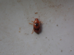 Coccidula scutellata