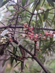 Acrotriche aggregata