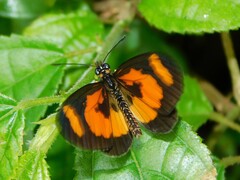 Acraea