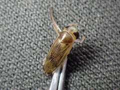 Cymatia rogenhoferi