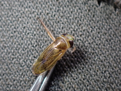 Cymatia rogenhoferi