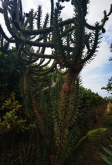 Austrocylindropuntia subulata