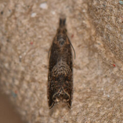 Dichrorampha acuminatana