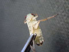 Cymatia rogenhoferi