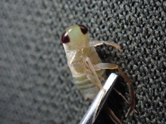 Cymatia rogenhoferi