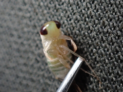 Cymatia rogenhoferi