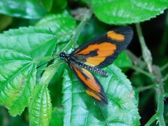 Acraea