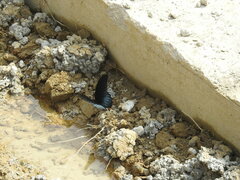 Papilio memnon heronus