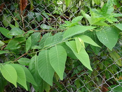 Annona montana