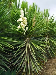 Yucca gigantea