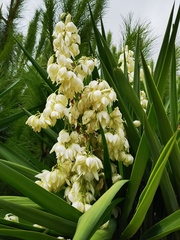 Yucca gigantea