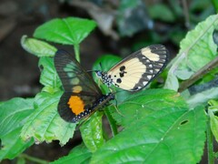 Acraea