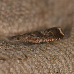 Dichrorampha acuminatana