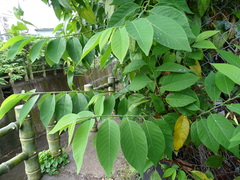 Annona montana