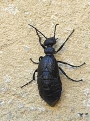 Meloe rugosus