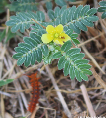 Tribulus terrestris