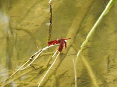 Neurothemis taiwanensis