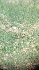 Emberiza hortulana