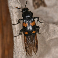 Nicrophorus orbicollis