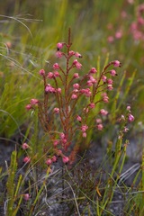 Erica spumosa