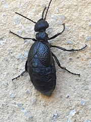 Meloe rugosus