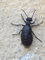 Meloe rugosus