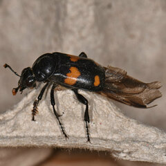 Nicrophorus orbicollis