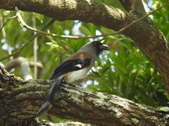 Dendrocitta formosae
