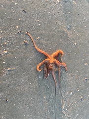 Octopus americanus