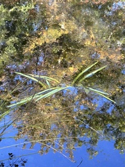 Sparganium fluctuans