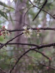 Acrotriche aggregata