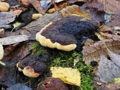 Gloeophyllum odoratum