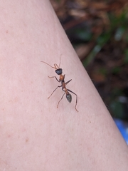 Myrmecia nigrocincta