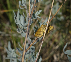 Idaea aureolaria