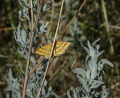 Idaea aureolaria