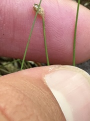 Eleocharis tuberculosa