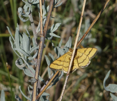 Idaea aureolaria