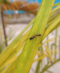 Myrmarachne melanocephala