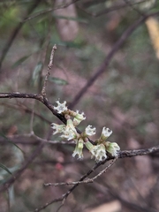Acrotriche aggregata