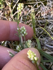 Polygala nuttallii